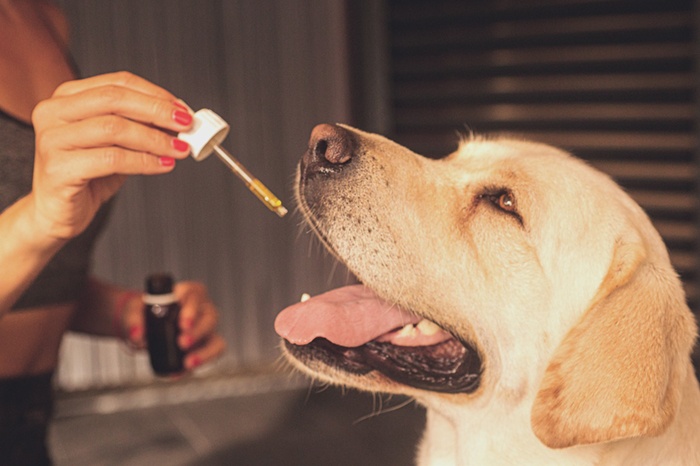 Why need to give the CBD oil for your pet dog?